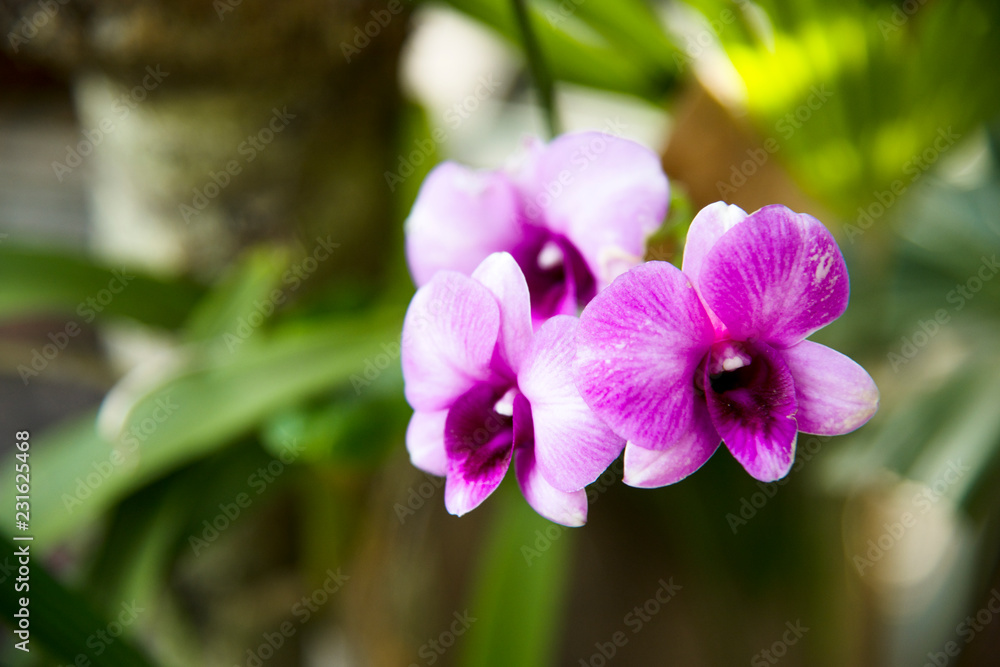 orchid flower on the garden orchid flower on the garden