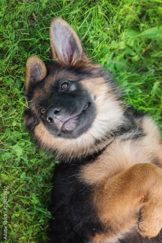 Funny sales german shepherd