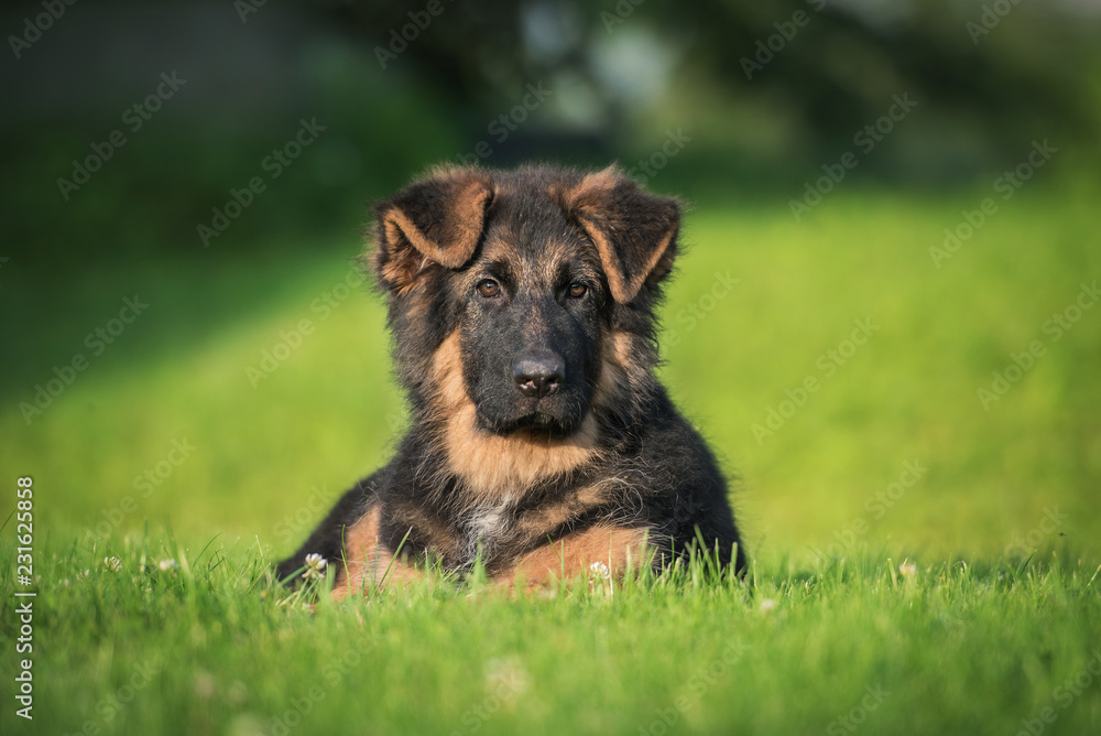 German shepherd puppy in summer