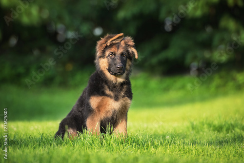 Photo German shepherd puppy