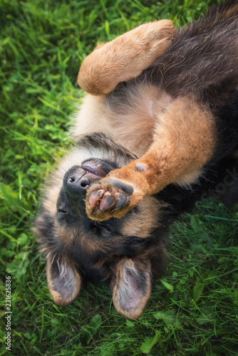Funny german shepherd puppy lying on the grass