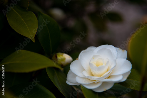 Closeup of Camellia Japonica flower (tea flower, tsubaki) in white petal with yellow stamens during Springtime.