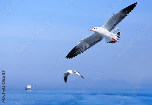 Seagulls fly over the sea