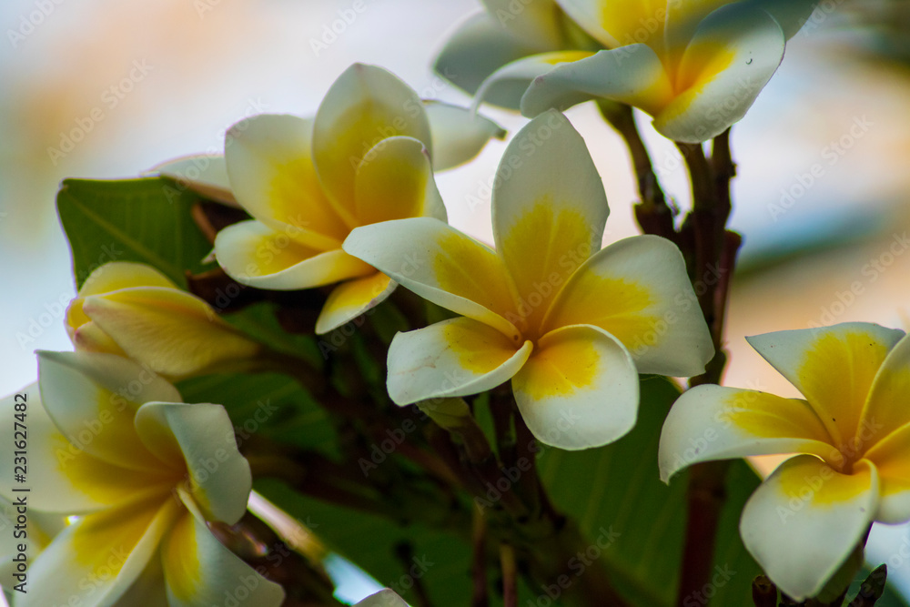 beautiful frangipani plumeria flower beautiful frangipani plumeria flower