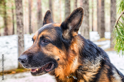 Dog German Shepherd in the forest in an early spring