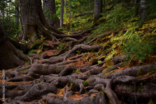 A forest trail covered in roots.