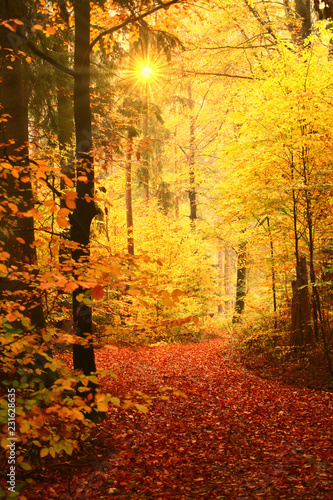 Zauberhafter  wald     im Herbst