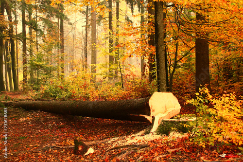 eine fichte wird gefällt  herbst photo