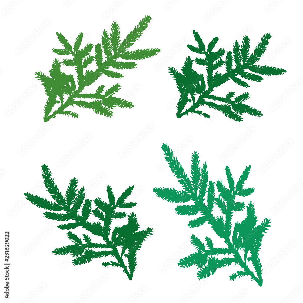 Set of pine branches for design, silhouette on white background, Set of pine branches for design, silhouette on white background,