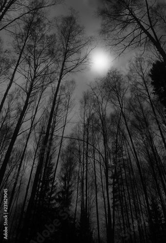 Vertical autumn forest under the moon background
