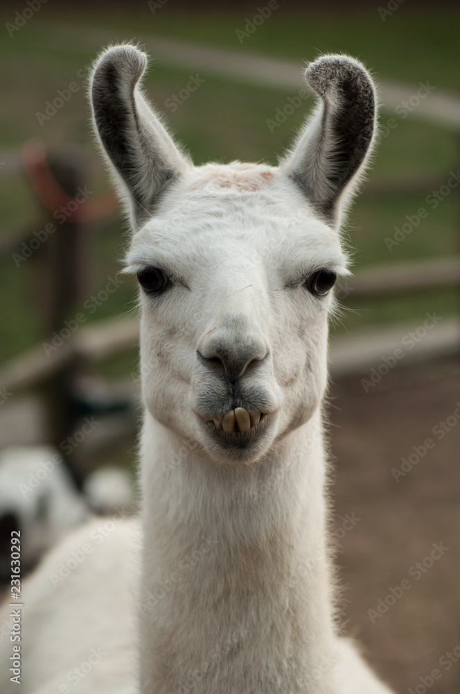 closeup of funny portrait of lama in a farm