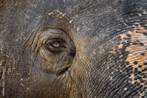 Photography Asian elephant, patterned skin and eyes.
