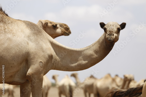 Photography Camels