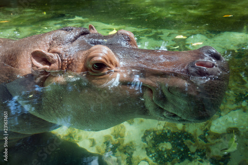 The face of the hippopotamus in the water.