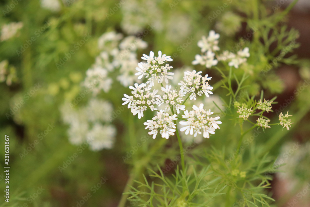 Coriander Flowers Coriander Flowers