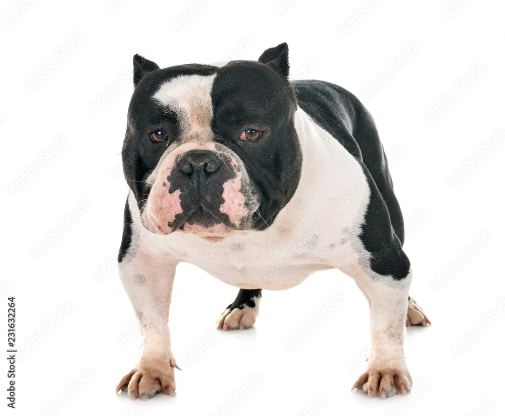 male american bully