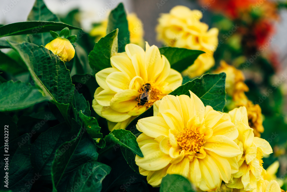 Fototapeta premium yellow flowers