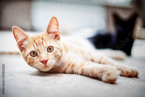 Fototapeta Naklejka Na Ścianę i Meble -  Portrait of a little young red cat