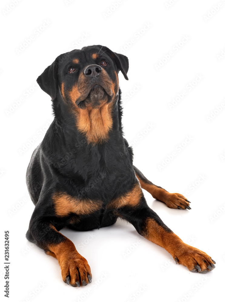 rottweiler in studio rottweiler in studio