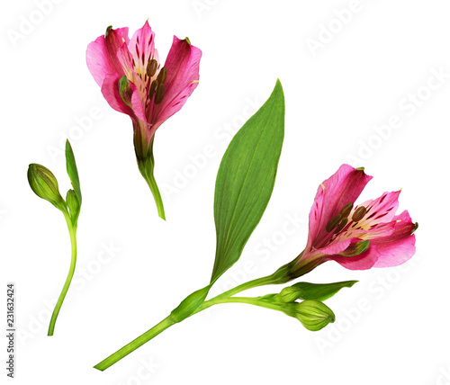 Set of pink alstroemeria fl...