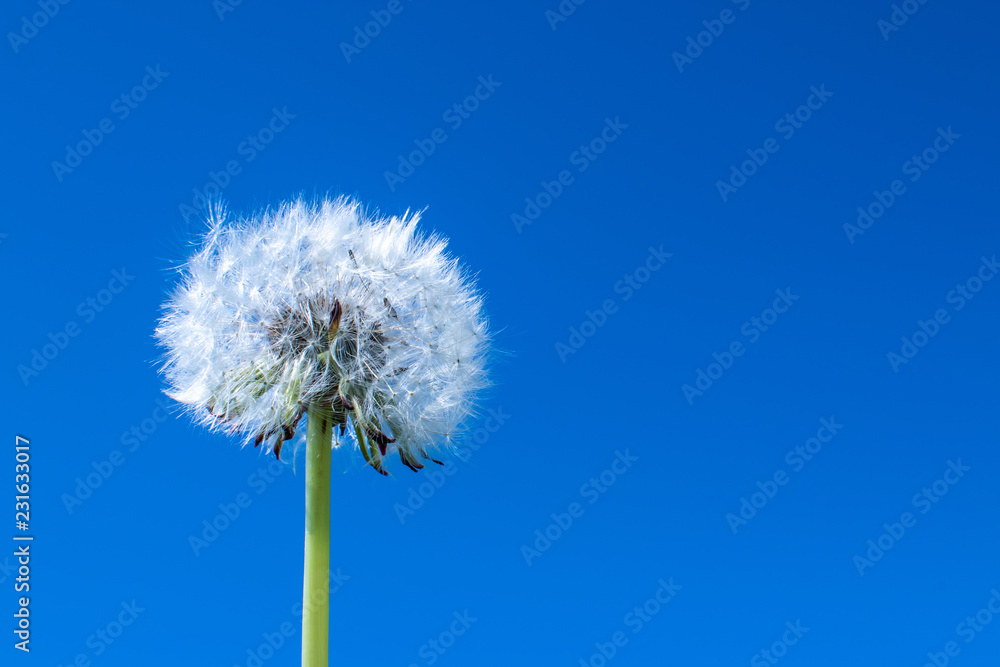 Fluffy pristine dandelion with a whole spherical flower of white villi against the blue cloudless sky. Taraxacum officinale. Fluffy pristine dandelion with a whole spherical flower of white villi against the blue cloudless sky. Taraxacum officinale.