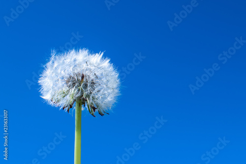 Fluffy pristine dandelion with a whole spherical flower of white villi against the blue cloudless sky. Taraxacum officinale.