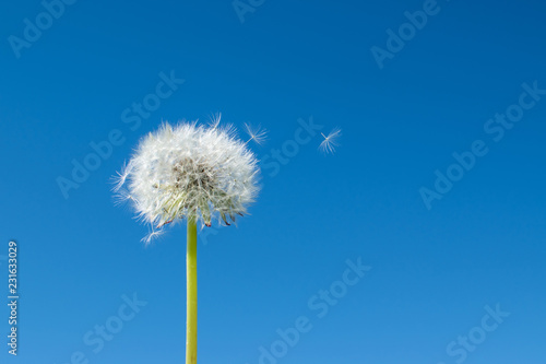 Fototapeta Naklejka Na Ścianę i Meble -  Fluffy dandelion head and flying in the wind seeds on white light hairs. A lush dandelion against the background of a clear blue sky under the sun.