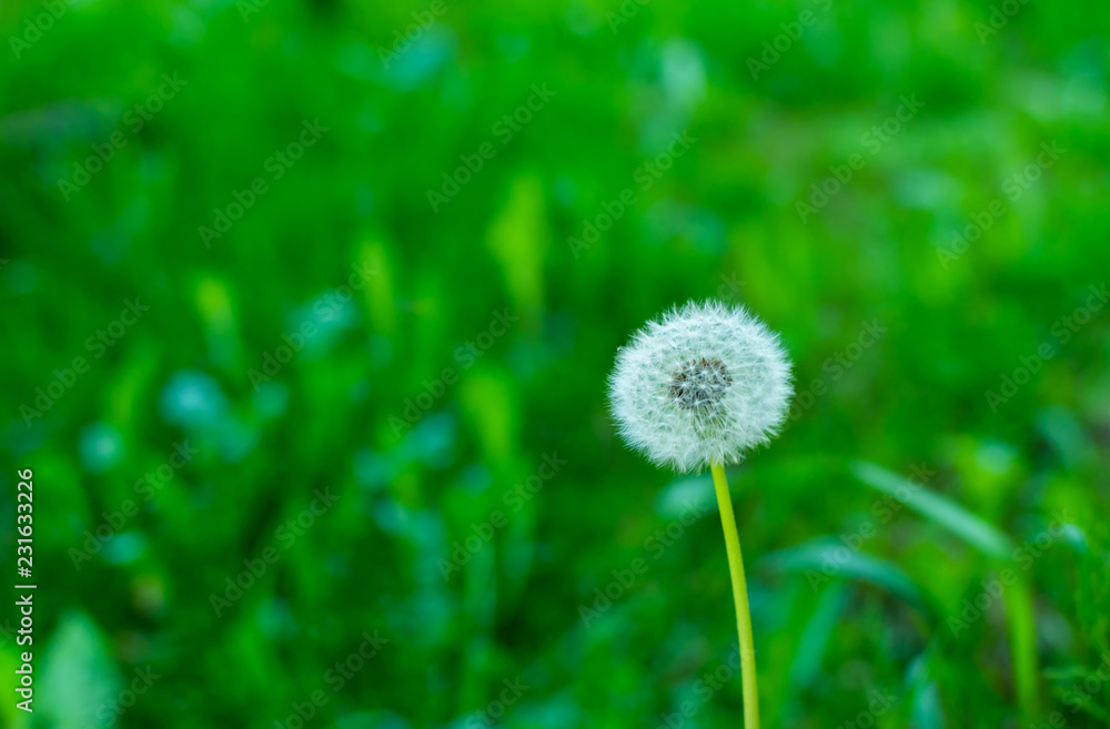 Fluffy single dandelion against a background of green grass in a soft focus. The ideal spherical blowball. Dandelion seeds in anticipation of a gust of wind. Fluffy single dandelion against a background of green grass in a soft focus. The ideal spherical blowball. Dandelion seeds in anticipation of a gust of wind.