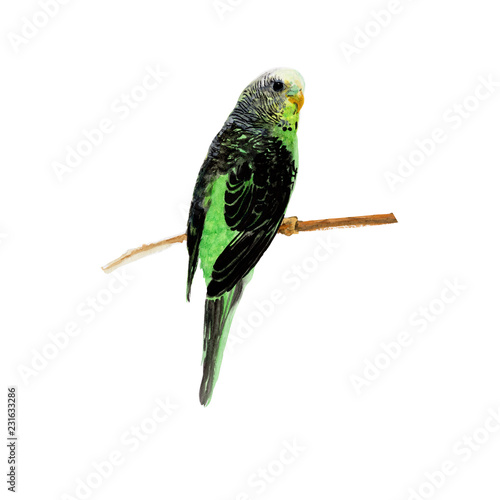 Bird isolated on white background . Bird Hand painted Watercolor illustrations.