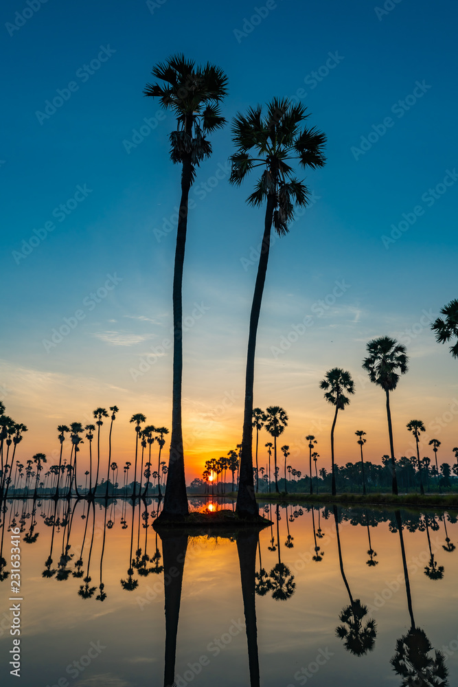 Obraz premium Silhouette of twin palmyra palm or toddy palm trees and their reflections in the field during an early beautiful dawn with colorful sky