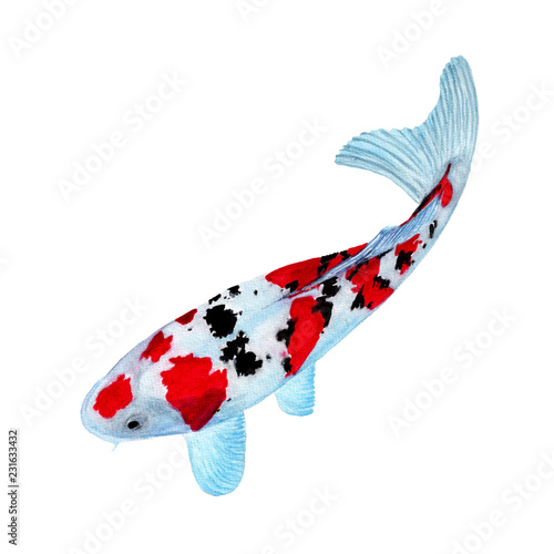 Koi Carp fish Watercolor painting isolated. Watercolor hand painted Koi Carp fish illustrations. Koi Carp fish isolated on white background