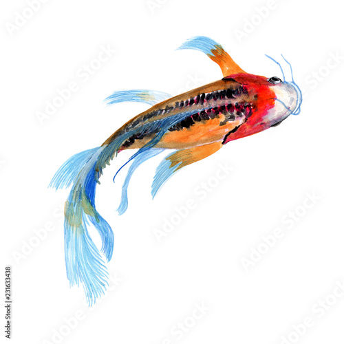 Koi Carp fish Watercolor painting isolated. Watercolor hand painted Koi Carp fish illustrations. Koi Carp fish isolated on white background