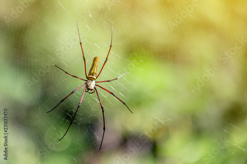 The spider and the web in the green garden with flare in the afternoon , blur bokeh background. 