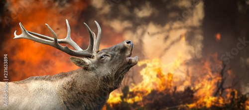 Deer stands in burning forest