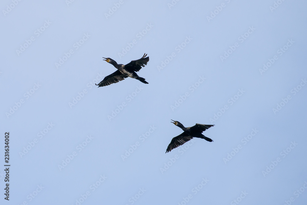 Couple of Cormorant Flying with blue sky Couple of Cormorant Flying with blue sky