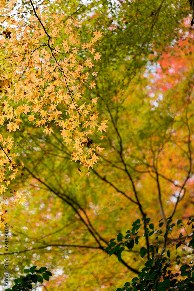 colorful Maple tree in autumn