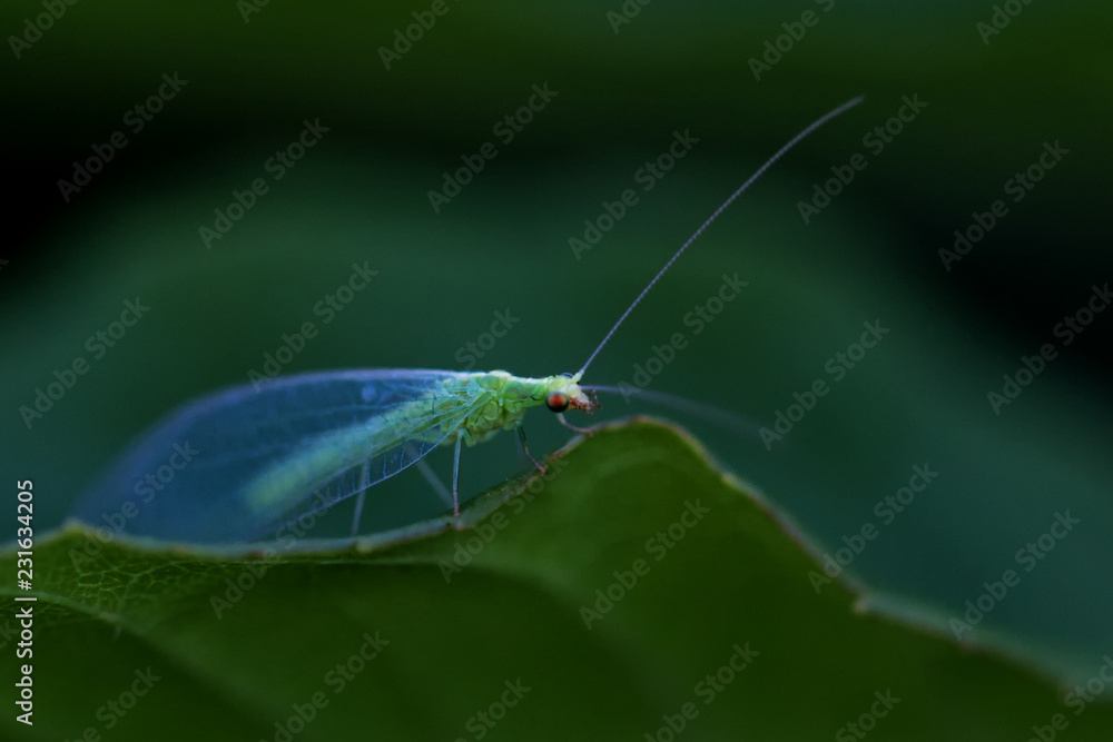 Fototapeta premium Gemeine Florfliege