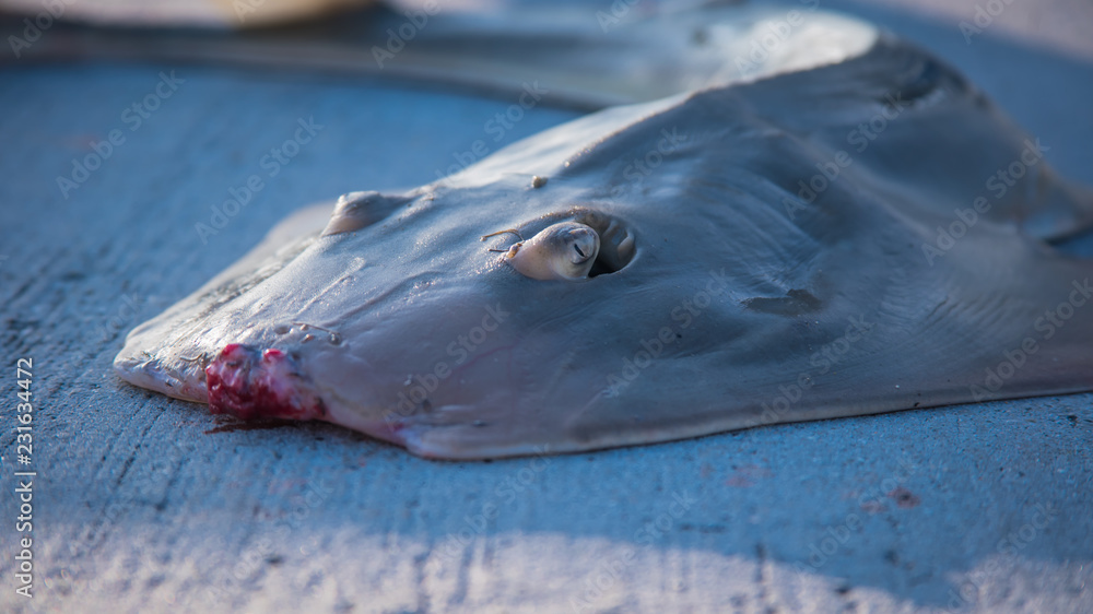 Fototapeta premium Ray with Fish hook in its eye