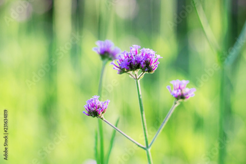 Wallpaper Mural Verbena in the winter. Torontodigital.ca