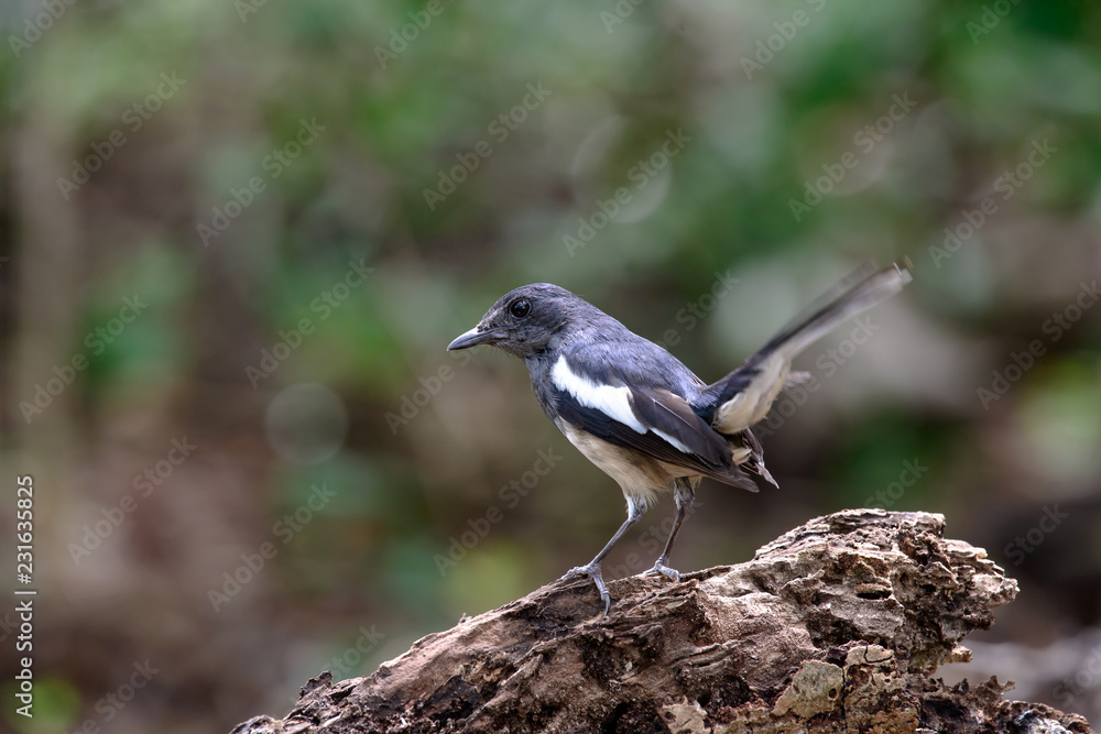 Oriental magpie-robin, they are common birds in urban gardens as well as forests. Oriental magpie-robin, they are common birds in urban gardens as well as forests.