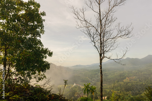 Dry tree at Krungshing fog view point of landscape at Noppitam, Nakhon Si Thammarat in Thailand. photo