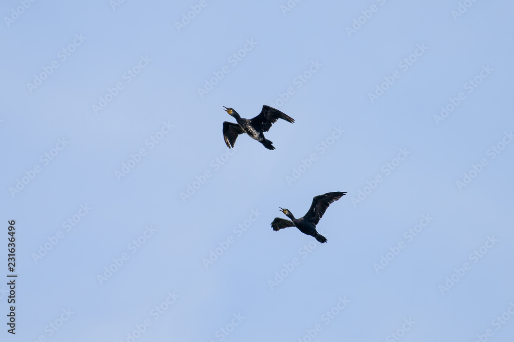 Fototapeta premium Couple of Cormorant Flying with blue sky