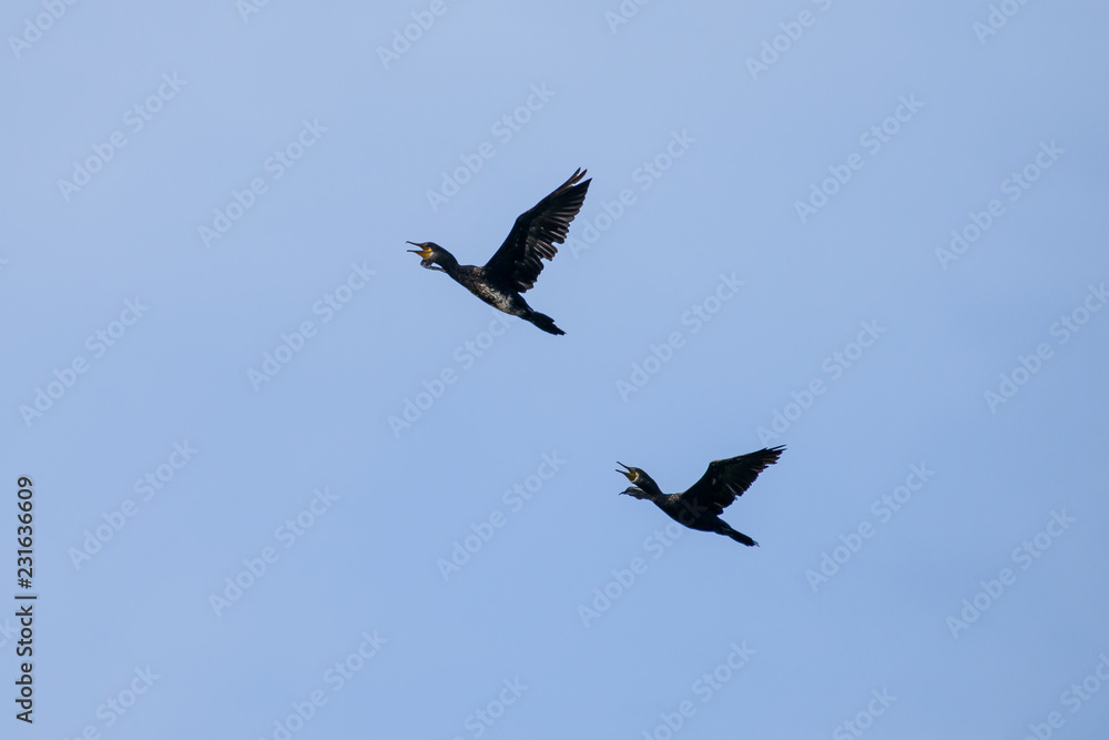 Couple of Cormorant Flying with blue sky Couple of Cormorant Flying with blue sky