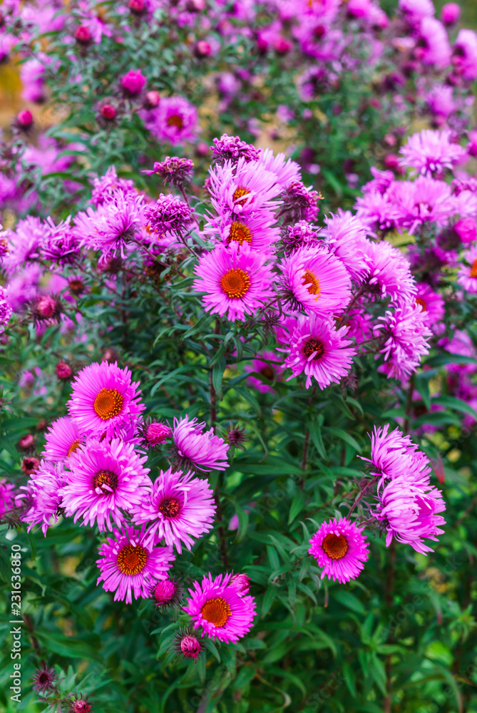 Lilac autumn flowers, soft focus. Bright autumn flower background. Purple Aster bloom, blue flowers Lilac autumn flowers, soft focus. Bright autumn flower background. Purple Aster bloom, blue flowers
