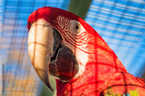 Green-winged macaw or Ara chloroptera close up photo