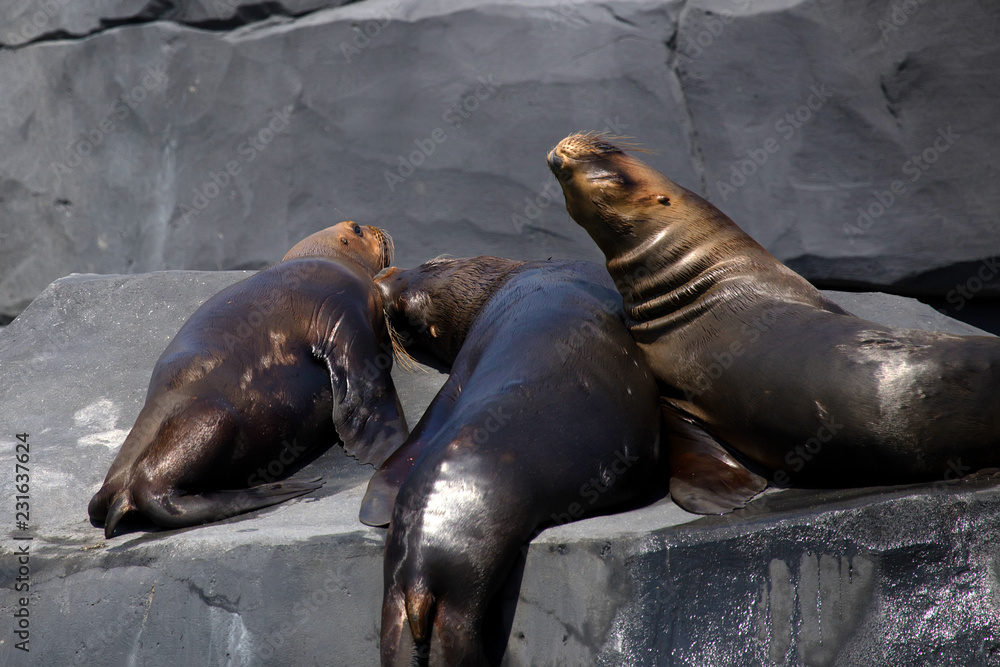 Fototapeta premium South American Sea Lions or Otaria flavescens in zoo