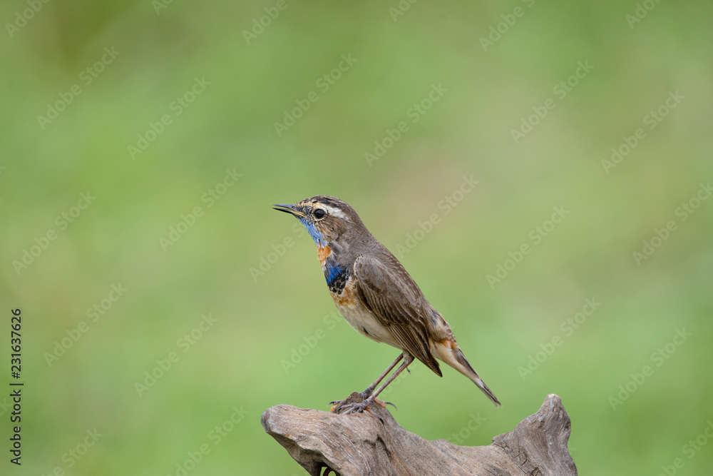 Fototapeta premium Male Bluethroats from Alaska, Bluethroat is one of the handful of birds that breed in North America and winter in Asia.