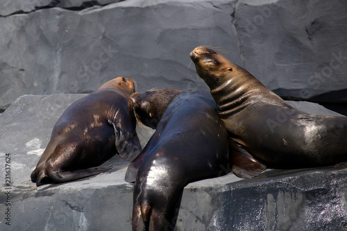 South American Sea Lions or Otaria flavescens in zoo