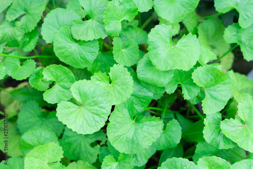 Closeup leaves of Gotu kola, Asiatic pennywort, Indian pennywort with sun light, herb and medical concept, selective focus photo