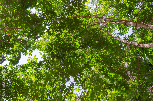 Lush of The Para Rubber Tree In Natural Garden.